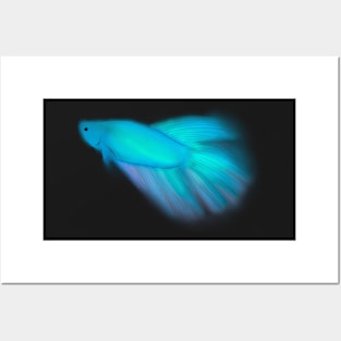 Betta Fish Light (Neon) Blue Posters and Art